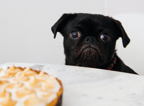 Σκυλάκι κοιτάζει γλυκό πάνω σε τραπέζι