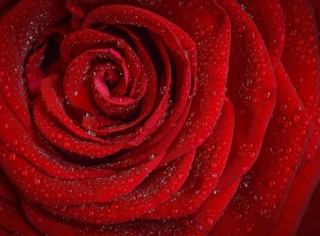 Τα ροδοπέταλα ως συστατικό-κλειδί για τη ρουτίνα ομορφιάς