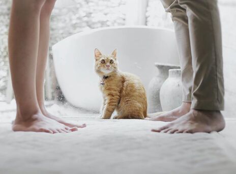 Γυναίκα και άντρας στέκονται όρθιοι με μια γάτα ανάμεσα στα πόδια τους