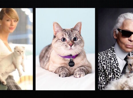 Τα 8 πιο πλούσια σκυλιά και γατιά του κόσμου - Πώς απέκτησαν τις περιουσίες και τα εκατομμύριά τους.