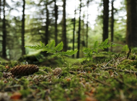 Δέντρα και δάσος
