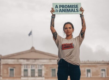 Η Εριέττα Κούρκουλου στο Σύνταγμα και τη διαμαρτυρία για τα γαϊδουράκια της Σαντορίνης κρατά πανό με το σύνθημά της