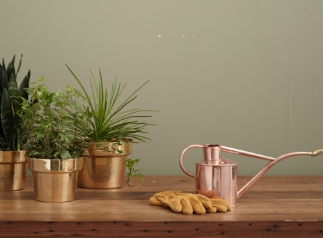 Τάσεις φυτά 2024