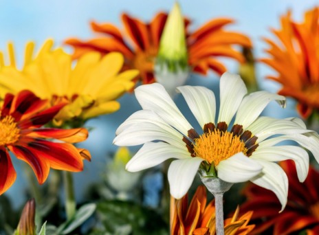 6 λουλούδια για να φυτέψετε τον Αύγουστο