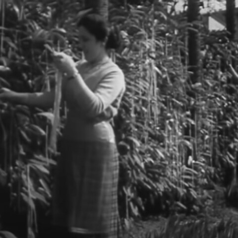 Πρωταπριλιά - Συγκομιδή μακαρονιών στην Ιταλία - Φάρσα του BBC