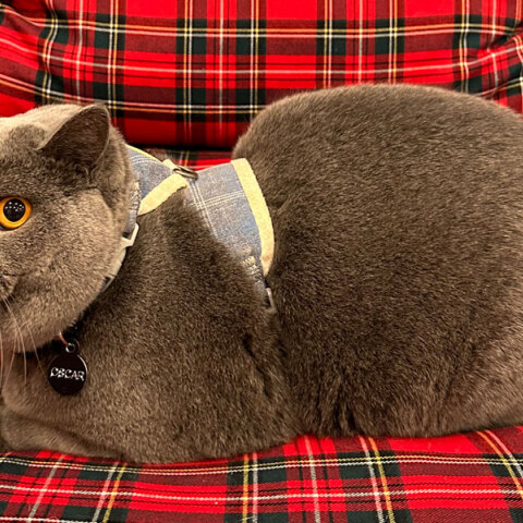 Η σηµασία των τακτικών κτηνιατρικών επισκέψεων για τη γάτα σας