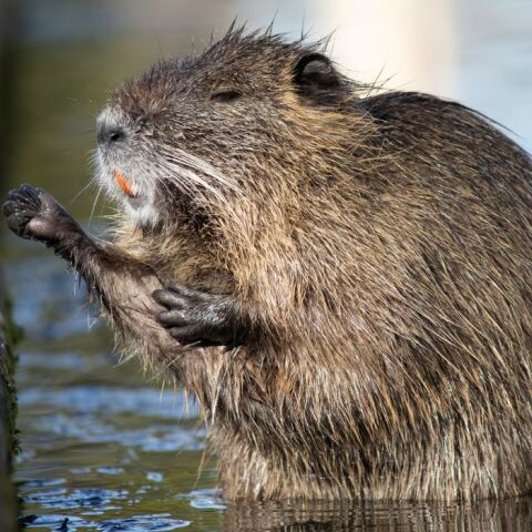 Κυκλοφοριακό… από κάστορα: σταμάτησε τα αυτοκίνητα για να περάσει κλαδί μεγαλύτερο από τον ίδιο