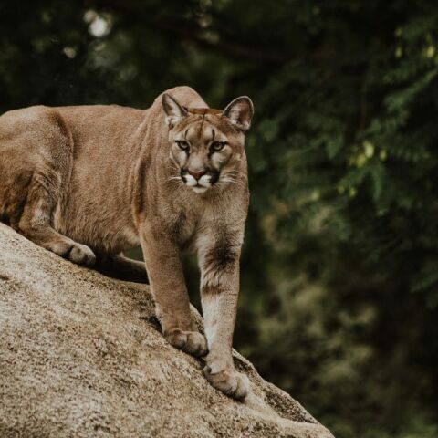  HΠΑ: Μια γυναίκα έχασε τη ζωή της μετά τη φερόμενη επίθεση ενός κούγκαρ