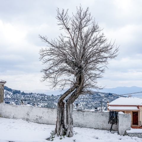 χιονια, δασος