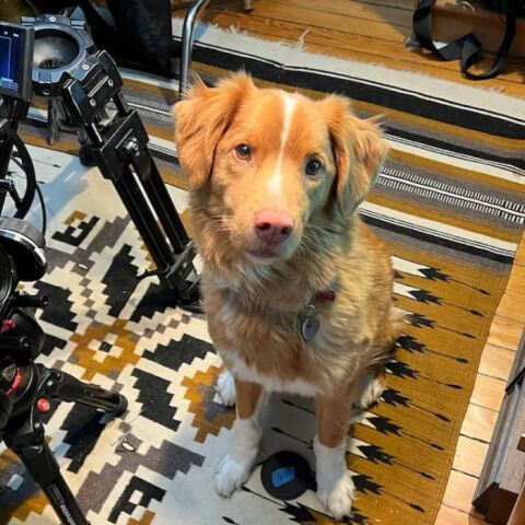 Ο Indy, το σκυλί που «έπαιξε» καλύτερα από τον Ίθαν Χοκ