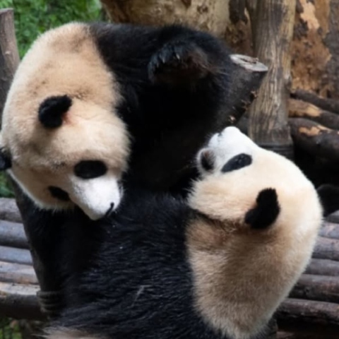 Η Ιαπωνία αποχαιρετά τα τελευταία της πάντα