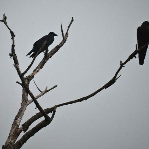 Ο Έντγκαρ Άλαν Πόε, το κοράκι και η επιμονή της θλίψης