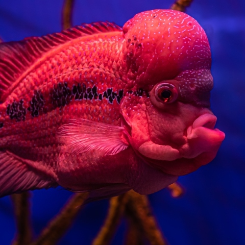 Αλλαγή φύλου στα ψάρια - Πώς συμβαίνει και γιατί μας αφορά;