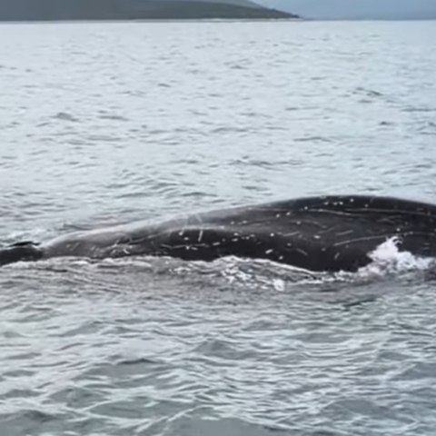 Φάλαινα εντοπίστηκε στον Παγασητικό