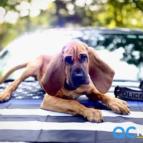 Αστυνομικός σκύλος-ήρωας έσωσε 13χρονο με αυτισμό εν μέσω σφοδρής χιονοθύελλας στις ΗΠΑ