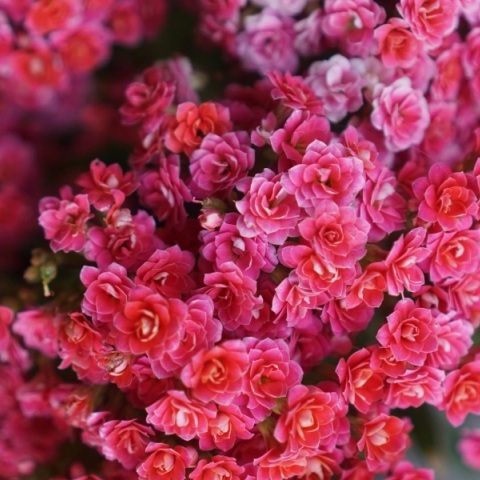 Εορτολόγιο, λουλουδια