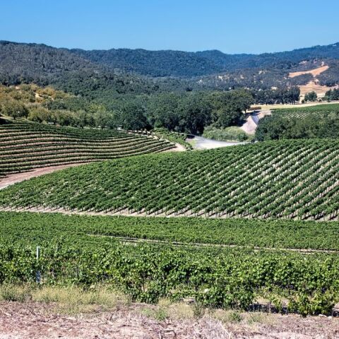 Αναταράξεις στη βιομηχανία κρασιού: Νέο «λουκέτο» σε μεγάλο οινοποιείο της Καλιφόρνια