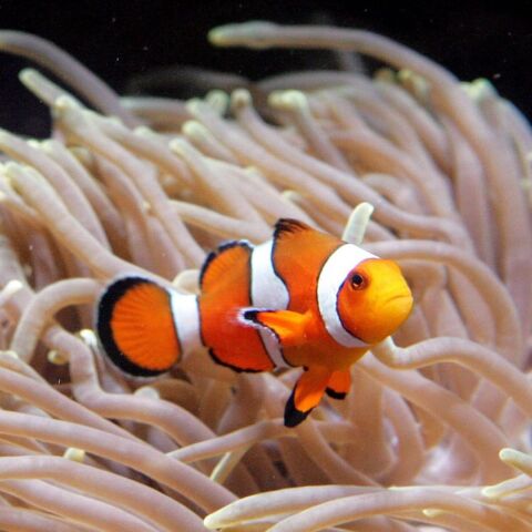 Ψάρι κλόουν