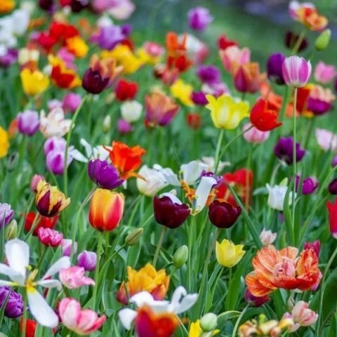 Εορτολόγιο: Σήμερα, 8 Μαρτίου 2026, γιορτάζει…