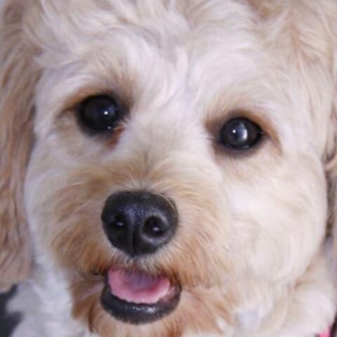 Σκύλοι και γάτες στους δρόμους καθώς ξένοι φεύγουν άρον άρον από το Ντουμπάι