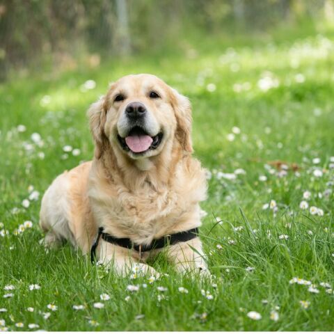 Bρετανία: Σκύλος ξεθάβει στοιχείο από φόνο του 1866 και «ζωντανεύει» μια σκοτεινή ιστορία