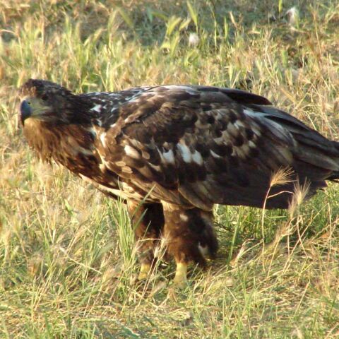 Μαυρόγυπας στη Δαδιά