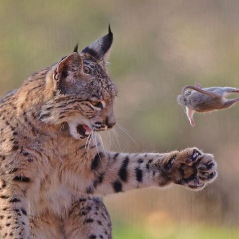 Η φωτογραφία του Ιβηρικού λύγκα που κέρδισε το βραβείο στα People's Choice 2026