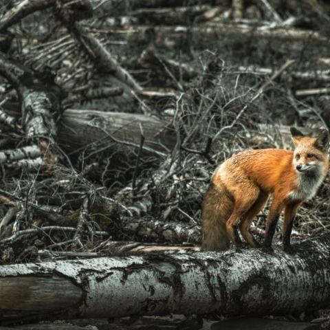 Τσερνόμπιλ: 5 απόκοσμα πράγματα που συμβαίνουν στη φύση 40 χρόνια μετά