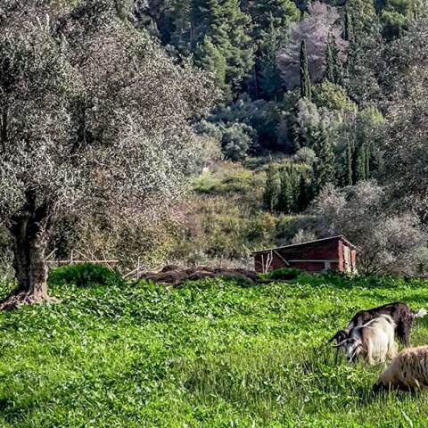 Πρόβατα και αρνιά στη Λέσβο βόσκουν στην εξοχή