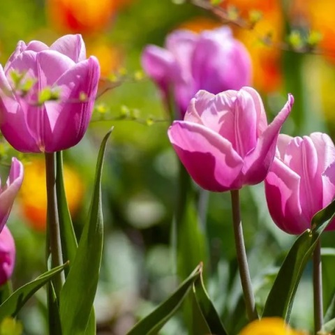 Εορτολόγιο: Σήμερα 3 Απριλίου 2026 γιορτάζει...