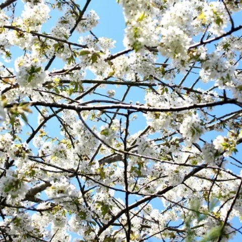 Εορτολόγιο: Σήμερα 4 Απριλίου 2026 γιορτάζει...