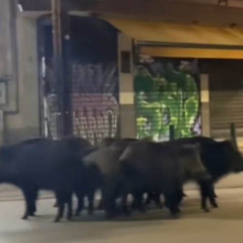 Αγριογούρουνα βολτάρουν στο κέντρο της Θεσσαλονίκης κοντά σε σταθμό του Μετρό