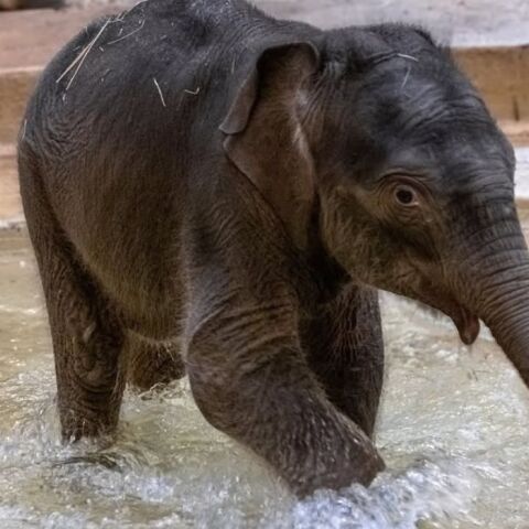 Περίπτωση Punch: Ελεφαντάκι απορρίφθηκε από τη μητέρα του αλλά βρήκε θαλπωρή