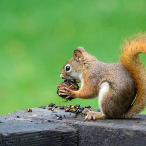 Κόκκινοι σκίουροι: Κίνδυνος εξαφάνισης στην Αγγλία μέσα σε 25 χρόνια χωρίς δραστικά μέτρα