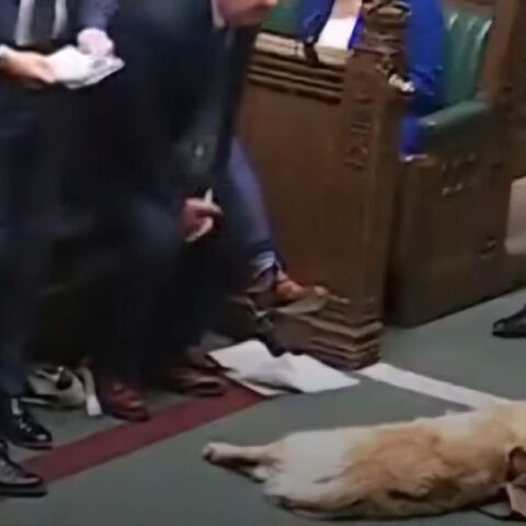 Σκύλος που κοιμάται στο βρετανικό κοινοβούλιο