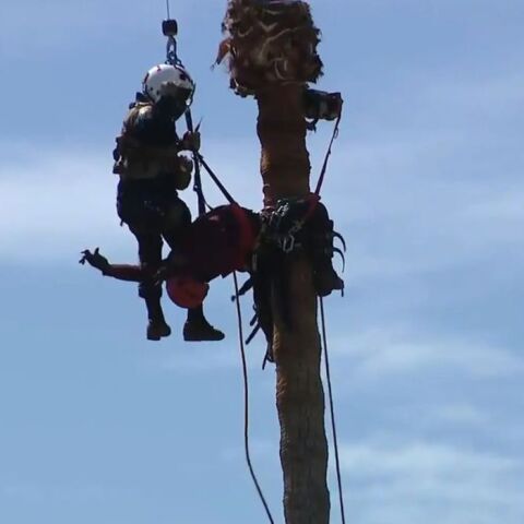 Θρίλερ στην Καλιφόρνια: Εργάτης σώθηκε με ελικόπτερο από φοίνικα 23 μέτρων
