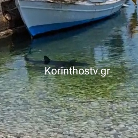 Κόρινθος: Καρχαρίας εντοπίστηκε στα Λουτρά Ωραίας Ελένης κοντά στην ακτή - Βίντεο