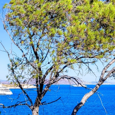 Καιρός σήμερα: Σ τους 36 βαθμούς Κελσίου η θερμοκρασία με ανέμους έως και 8 μποφόρ στο Αιγαίο