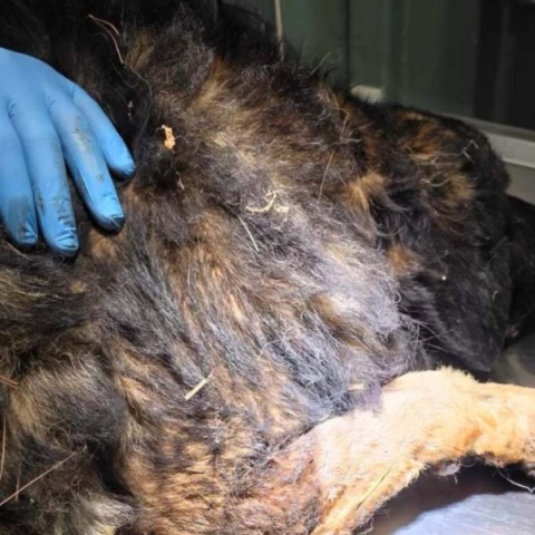 Σκύλος επέστρεψε τραυματισμένος στο σπίτι του μία εβδομάδα μετά τη φωτιά στο Πόρτο Γερμενό