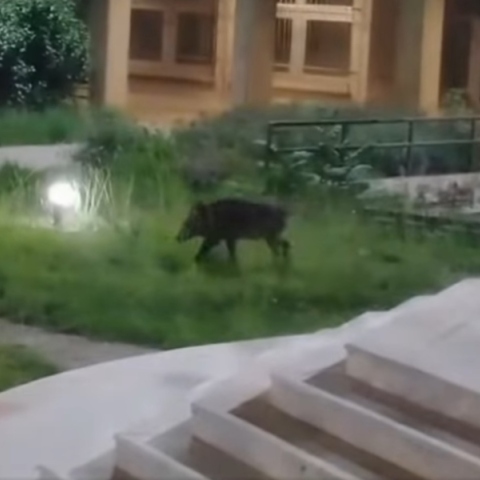 Αγριογούρουνα στην Πανεπιστημιούπολη Πατρών - Το Δασαρχείο στέλνει κυνηγούς