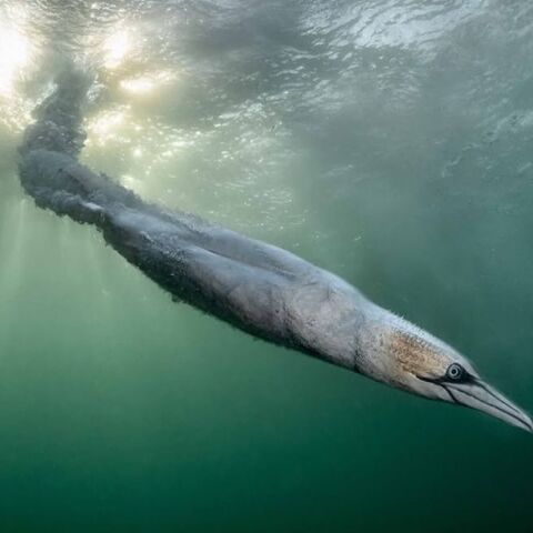 Bird Photographer of the Year 2026: Η απίθανη βουτιά που χάρισε το βραβείο στον Χένλεϊ Σπάιερς