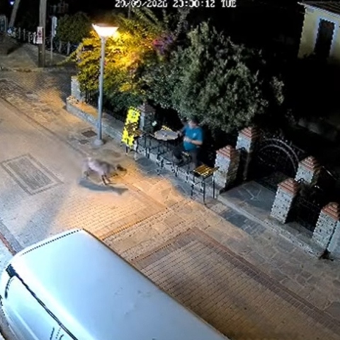 Χαλκιδική: Λύκος βρέθηκε σε απόσταση αναπνοής από άνδρα που καθόταν έξω από κατάστημα - Βίντεο