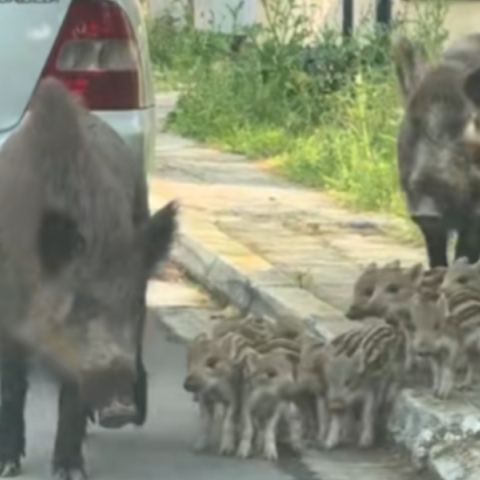 Πολυμελής οικογένεια από αγριογούρουνα έκανε βόλτα στους Θρακομακεδόνες