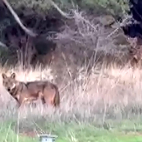 Ανησυχία έχει προκαλέσει στους κατοίκους της τοπικής κοινότητας Ηράκλειας, στον Δήμο Λαμιέων, η εμφάνιση αγέλης λύκων στην περιοχή τις τελευταίες ημέρες.  Σύμφωνα με μαρτυρία κατοίκου, το πρωί της Παρασκευής (30/1), ενώ εκτελούσε αγροτικές εργασίες με τρακτέρ σε χωράφι στα όρια του οικισμού, εντόπισε από απόσταση αγέλη λύκων, η οποία, όπως ανέφερε, αριθμούσε περίπου δώδεκα ζώα. Το περιστατικό προκάλεσε έντονη αναστάτωση στην τοπική κοινωνία.  Η ανησυχία εντάθηκε το Σάββατο, όταν κάτοικοι εντόπισ