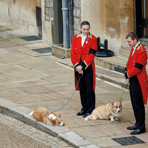 Βασίλισσας Ελισάβετ με τα κόργκι της