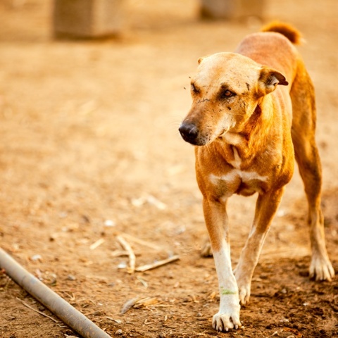 Αδέσποτος σκύλος