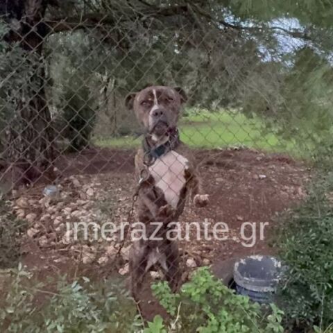 Ζάκυνθος: Δίχρονο παιδί σκοτώθηκε από επίθεση πιτ μπουλ στην αυλή του σπιτιού του - Σε κατάσταση σοκ η μητέρα, συγκλονισμένοι οι γιατροί του νοσοκομείου 