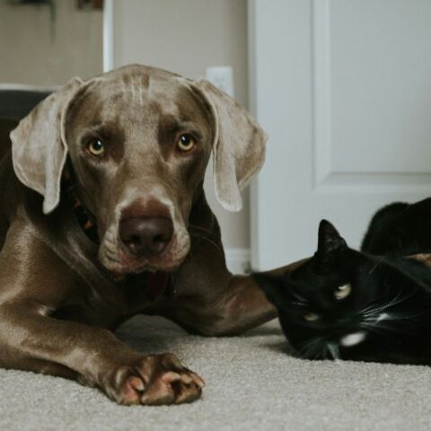 Πώς να κρατήσετε τις γάτες και τους σκύλους σας υγιείς και χαρούμενους