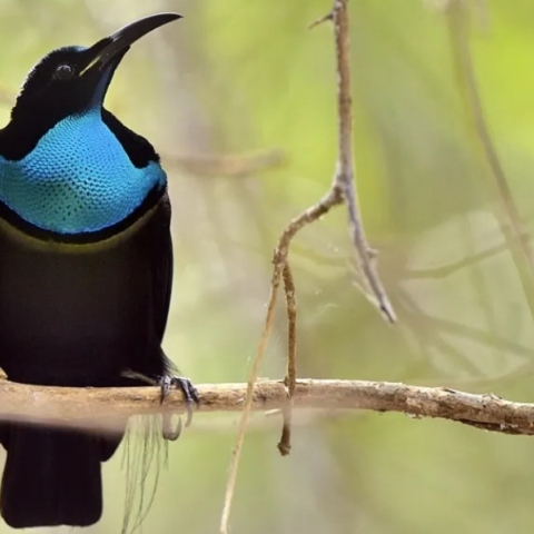 Το σπάνιο που πτηνό που ενέπνευσε τους επιστήμονες να δημιουργήσουν ένα καινούριο μαύρο 