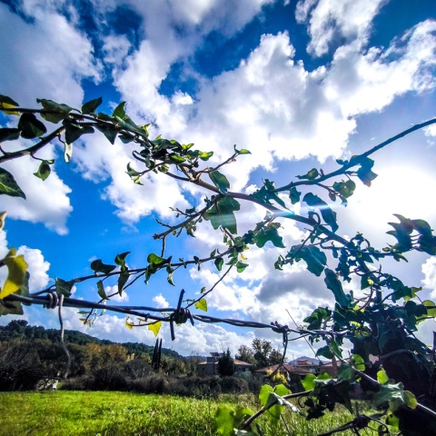 Συννεφιά και ήλιος πίσω από τα κλαδιά δέντρου
